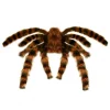 WIDMANN Araignée Velue Géante 65 Cm Pour Halloween