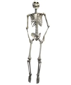 Squelette Pendu Halloween 175 Cm